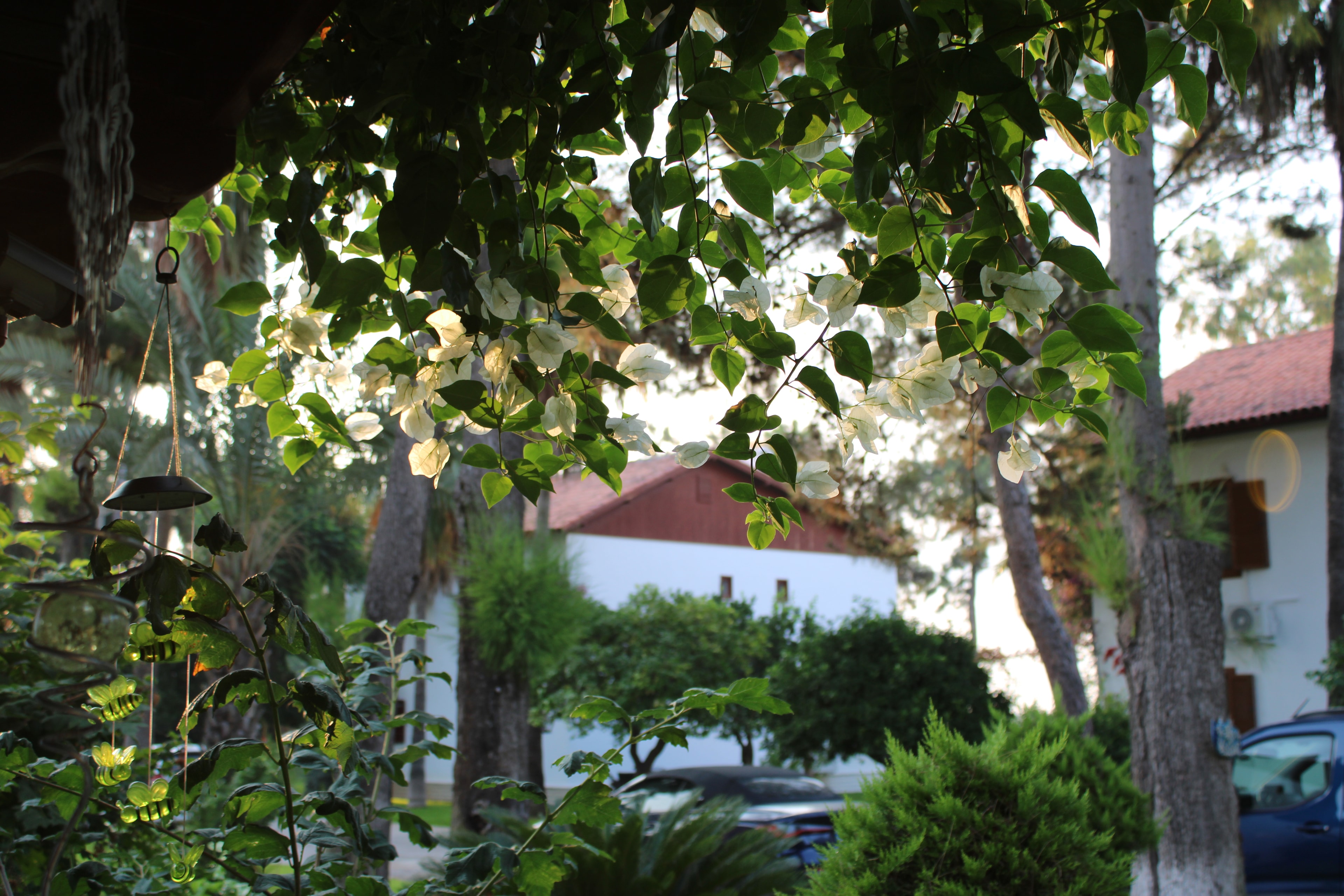 Curtain of Leaves