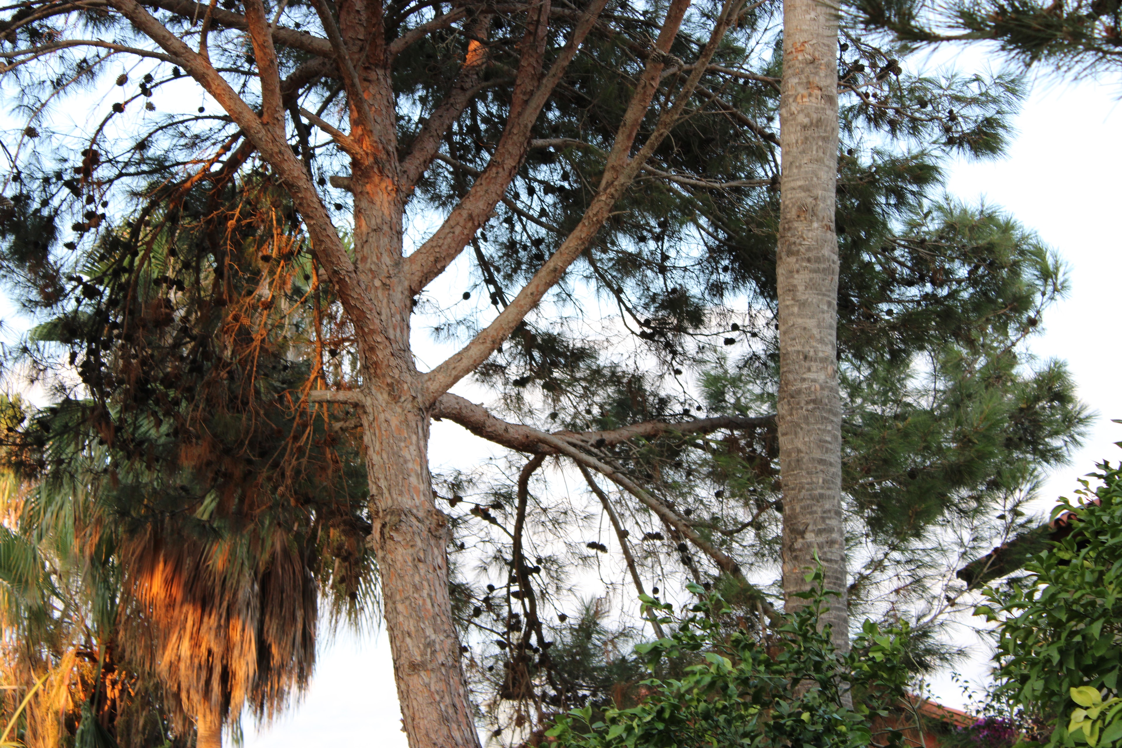 Last Light in the Pines